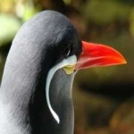 image of bird