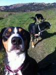 image of entlebucher