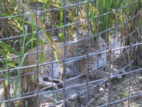 image of lynx