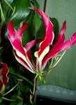 image of flower