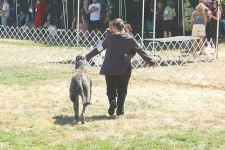image of scottish_deerhound