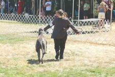 image of scottish_deerhound #15