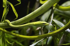 image of vine_snake #1