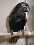 image of lory
