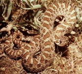 image of hognose_snake #21