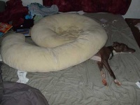 image of italian_greyhound