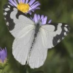 image of animal