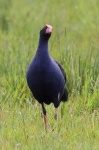 image of european_gallinule