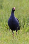 image of european_gallinule #30