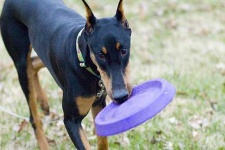 image of doberman