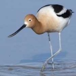 image of bird