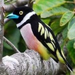 image of bird
