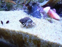 image of hermit_crab