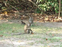 image of macaque