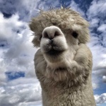 image of animal