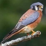 image of bird