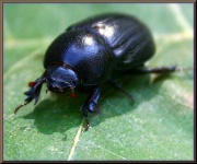 image of leaf_beetle
