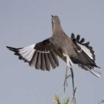image of bird