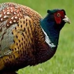 image of ring_necked_pheasant #9