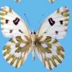image of animal