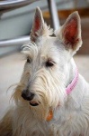 image of scotch_terrier