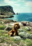 image of cocker_spaniel #10