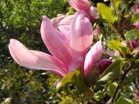 image of magnolia #13