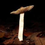 image of mushroom