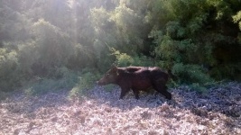 image of animal