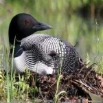 image of bird