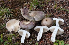 image of mushrooms