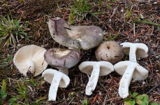 image of russula #31