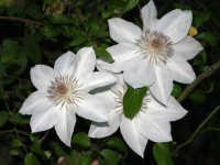 image of flower