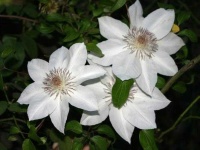 image of clematis #26