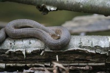 image of water_snake