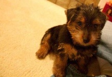 image of norfolk_terrier #15