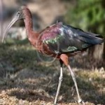image of bird