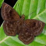 image of animal