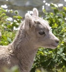 image of ram