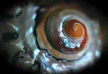 image of coil