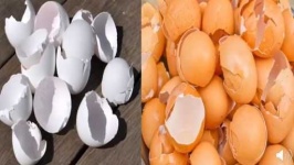 image of egg_shell