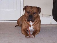 image of animal