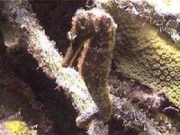 image of sea_horse