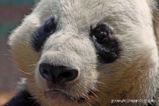 image of animal