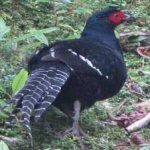 image of bird