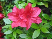 image of azalea #5