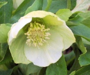 image of flower