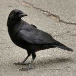 image of bird