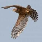 image of bird
