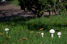 image of mushrooms